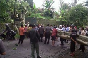 Sejumlah warga saat membersihkan pohon yang tumbang.